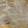 Jurassic Petrified Wood (Pentoxylon) Slice - Australia #42062-1
